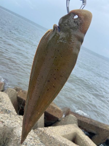 シロギスタ:ムニエリスタ