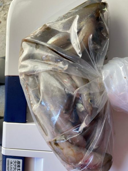 シロギス爆釣！