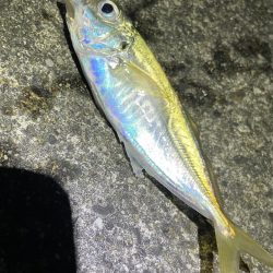 アジ釣り