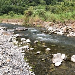 重信川のカワムツ