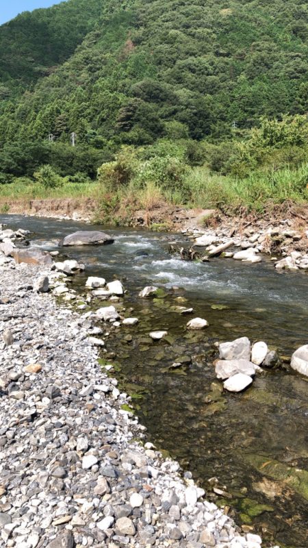 重信川のカワムツ