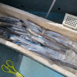 洲本沖のタチウオ