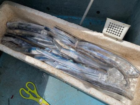 洲本沖のタチウオ