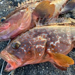 【タコフィネス】アコウ3+ ガシラ複数 + タコ2