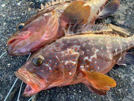 【タコフィネス】アコウ3＋ ガシラ複数 ＋…