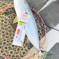 魚種多彩/落とし込み