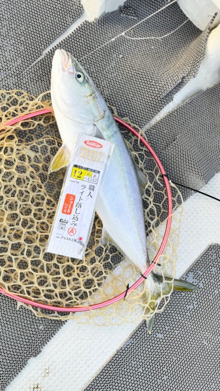 魚種多彩/落とし込み