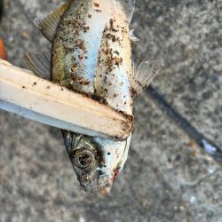 ジグサビキ　27