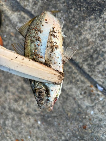 ジグサビキ　27