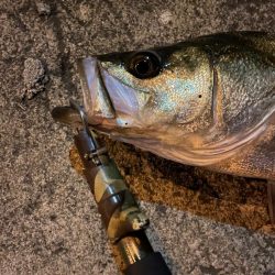 嬉しい釣行でした。