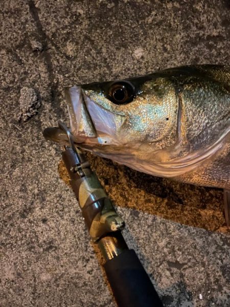 嬉しい釣行でした。