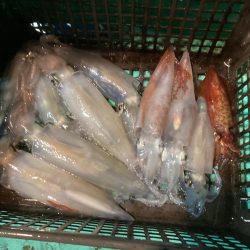 南伊勢のイカメタル