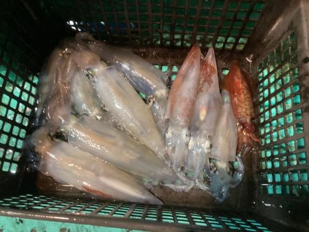 南伊勢のイカメタル