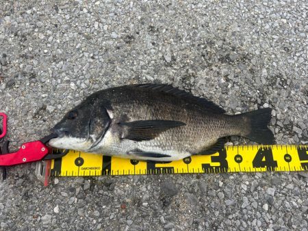 久々のチヌ釣り