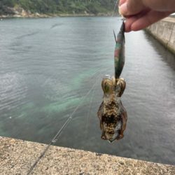 台風前エギング