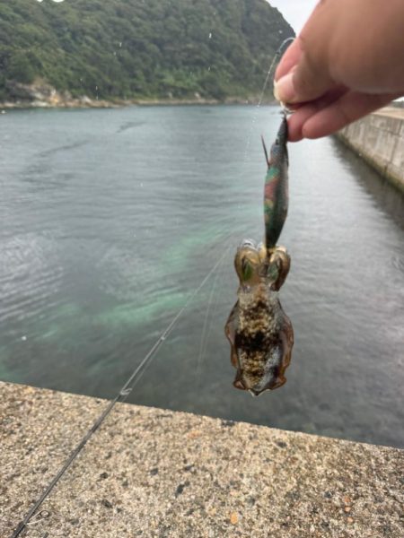 台風前エギング