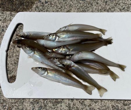 初魚種‼️、、…