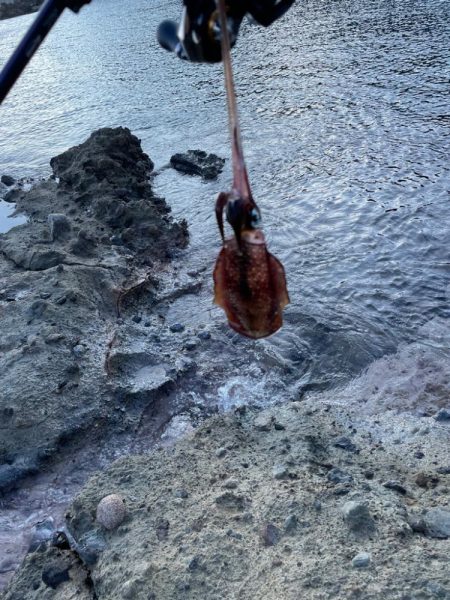 早めの秋イカ開幕