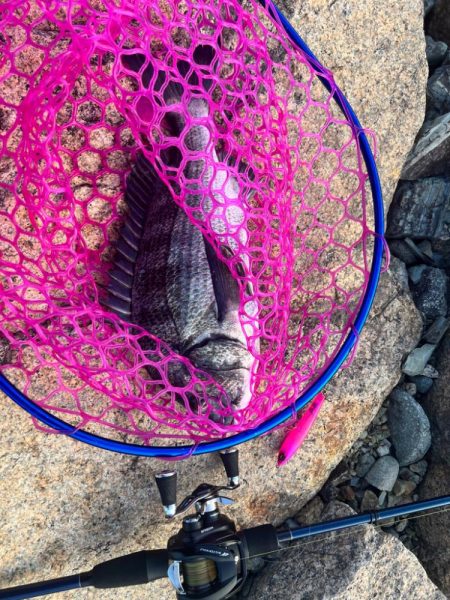 チニング歴2年目で