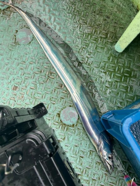 今年初の船タチウオで自己最高！