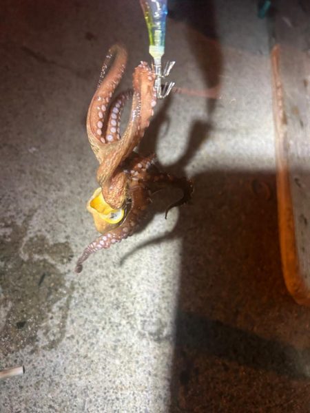 ガシラ時々タコ