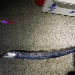 淡路タチウオ釣り