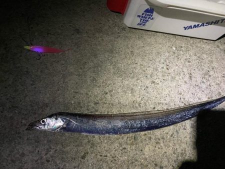 淡路タチウオ釣り