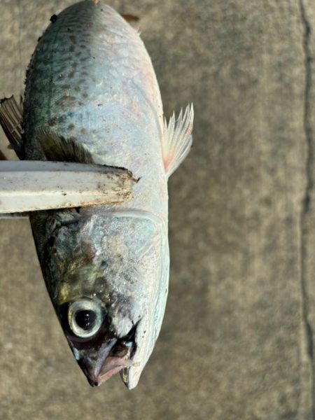 ジグサビキ　29