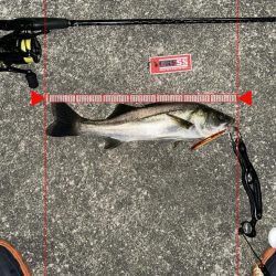 約半年ぶりのスピニングでの釣行もやっぱり楽しい!