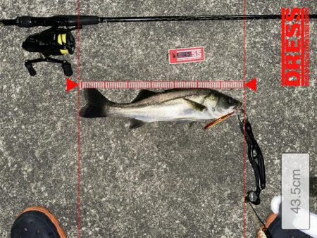 約半年ぶりのスピニングでの釣行もやっぱり楽しい!