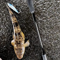 高水温の時はマゴチ率高め!!