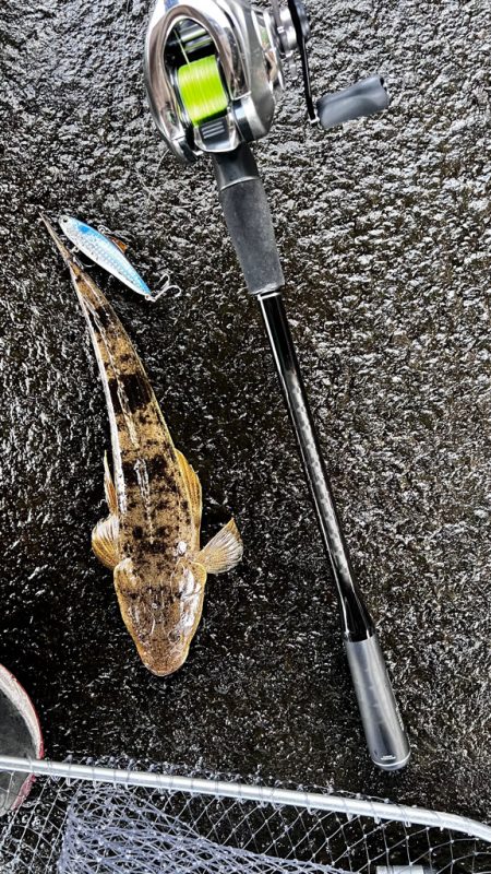 高水温の時はマゴチ率高め!!