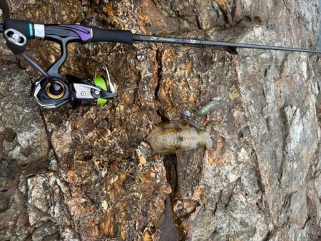 ちょこっとエギング