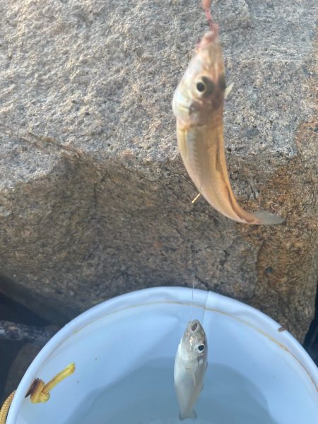 ドハマり中‼️