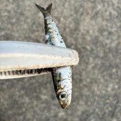 ジグサビキ　26