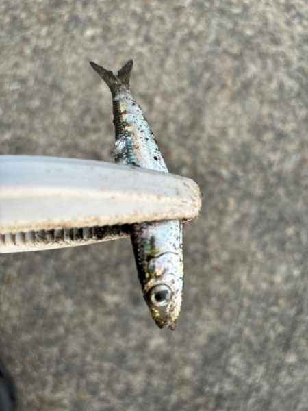 ジグサビキ　26