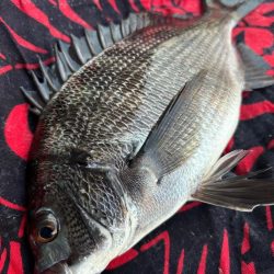 ヘチってきました