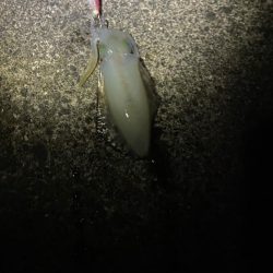 夜エギング