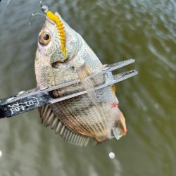 サヨリング、キビング