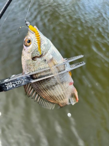 サヨリング、キビング