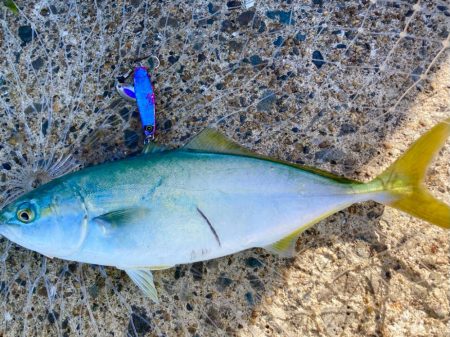 ツバス祭りの岸和田一文字にゃ！