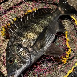 ヘチってきました