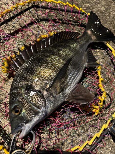 ヘチってきました