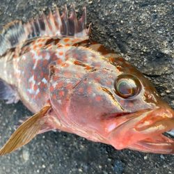 【タコフィネス】アコウ2 + ベッコウゾイ1 + ガシラ複数 + タコ2