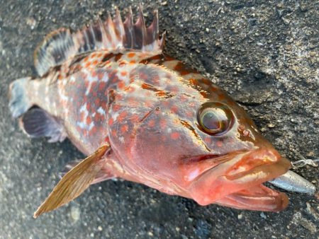 【タコフィネス】アコウ2 + ベッコウゾイ1 + ガシラ複数 + タコ2