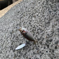 アジの活性があがってきた！