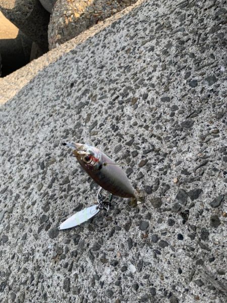 アジの活性があがってきた！