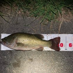 デカいワームで50up