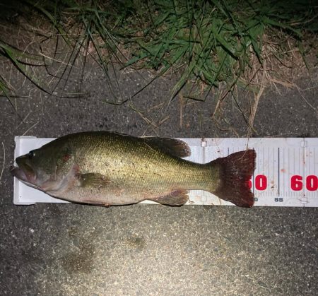 デカいワームで50up