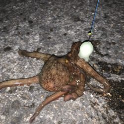 初めてのタコ釣り